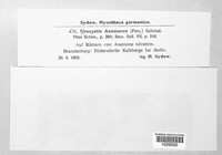 Urocystis anemones image